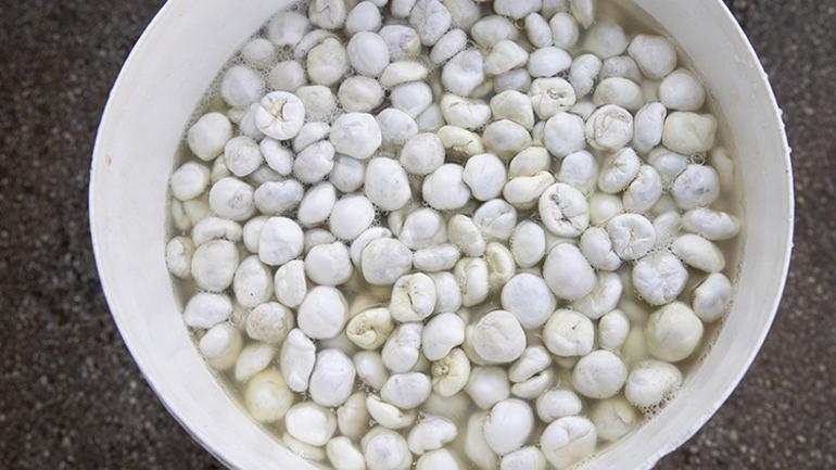 Kökün lezzeti, kilos çiftçilerini 5 bin tl'ye satıyor