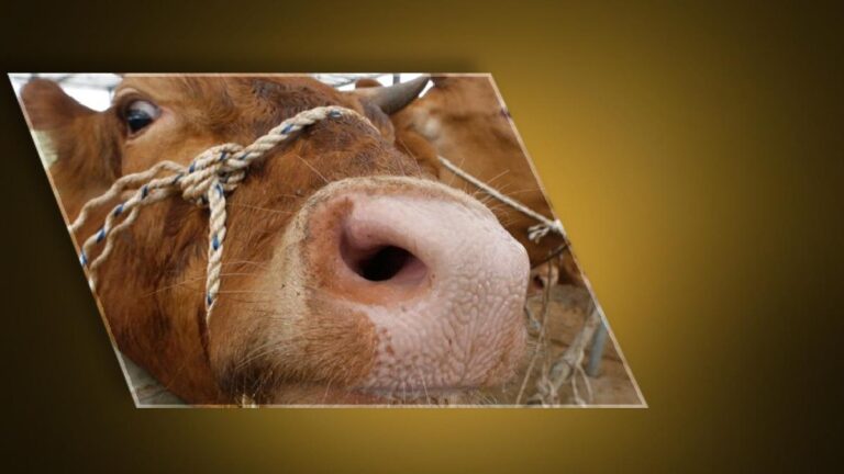 Ankara'dan sonra Bolu! Deli dana paniği… Deli dana hastalığı nedir ve nasıl bulaşır? Deli dana hastalığının belirtileri nelerdir? Kişiden kişiye bulaşabilir mi?